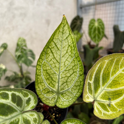 Anthurium Papi Variegated x Bvit Zara Michelle