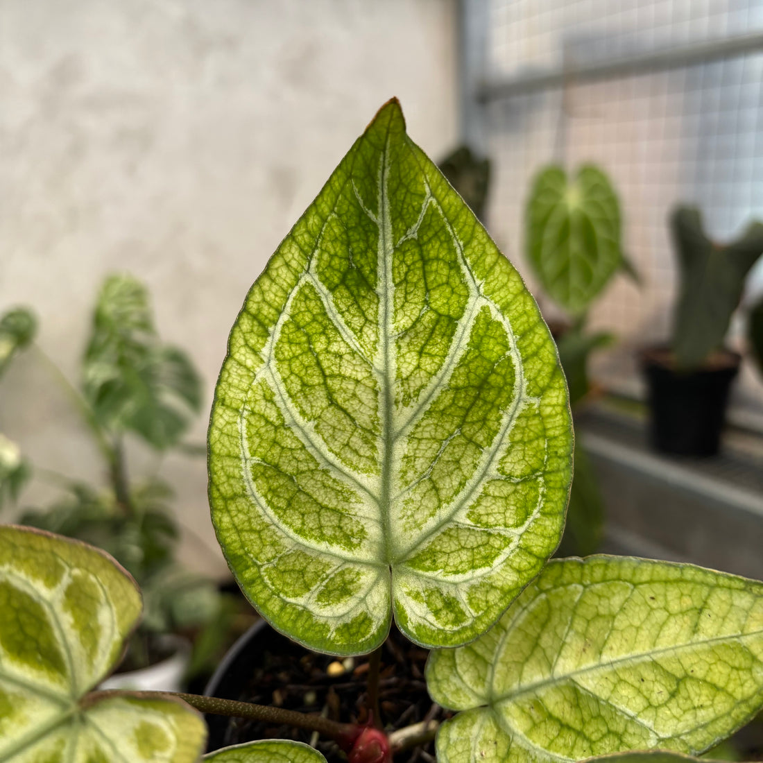 Anthurium Papi Variegated x Bvit Zara Michelle