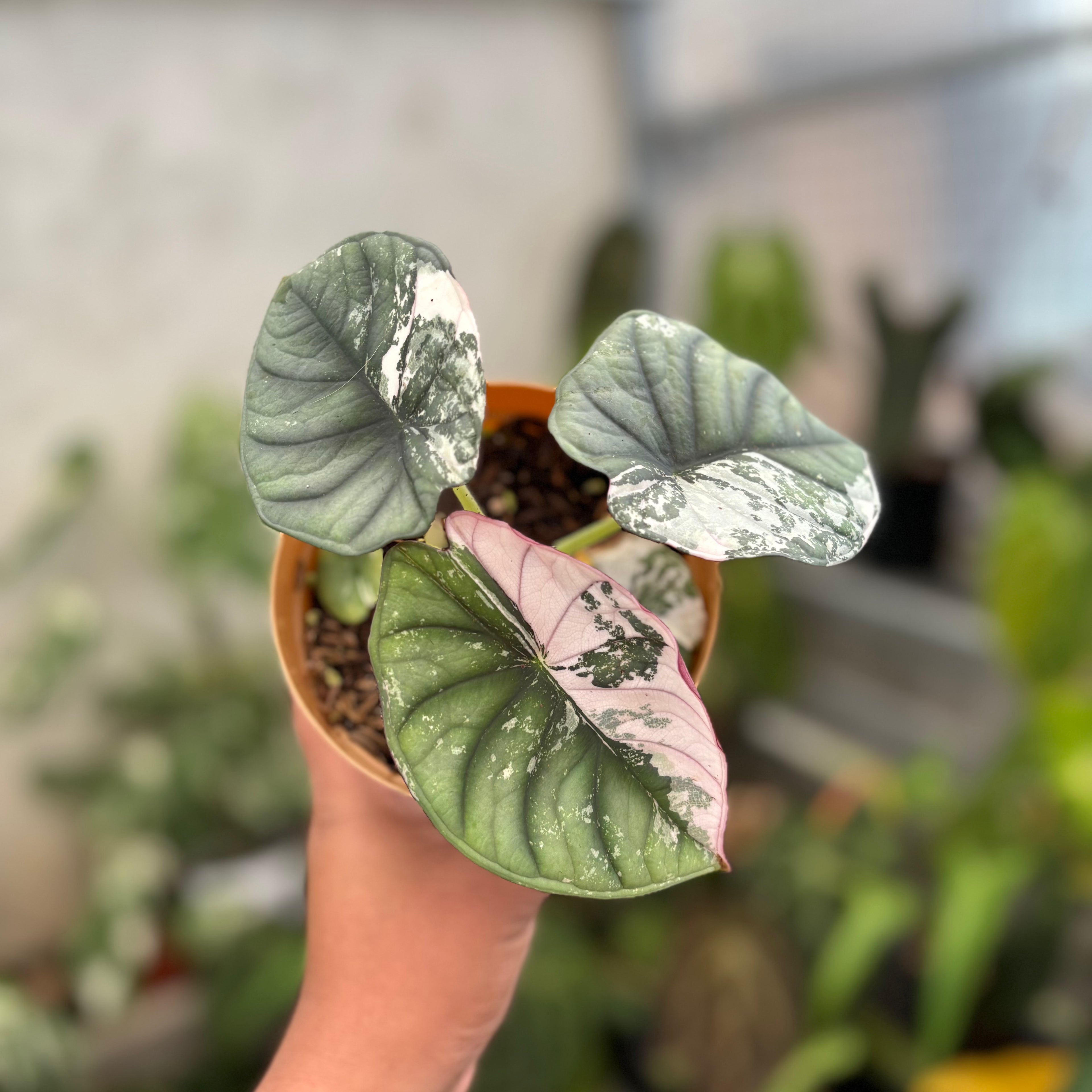 Alocasia Nebula Pink (Not for sale)