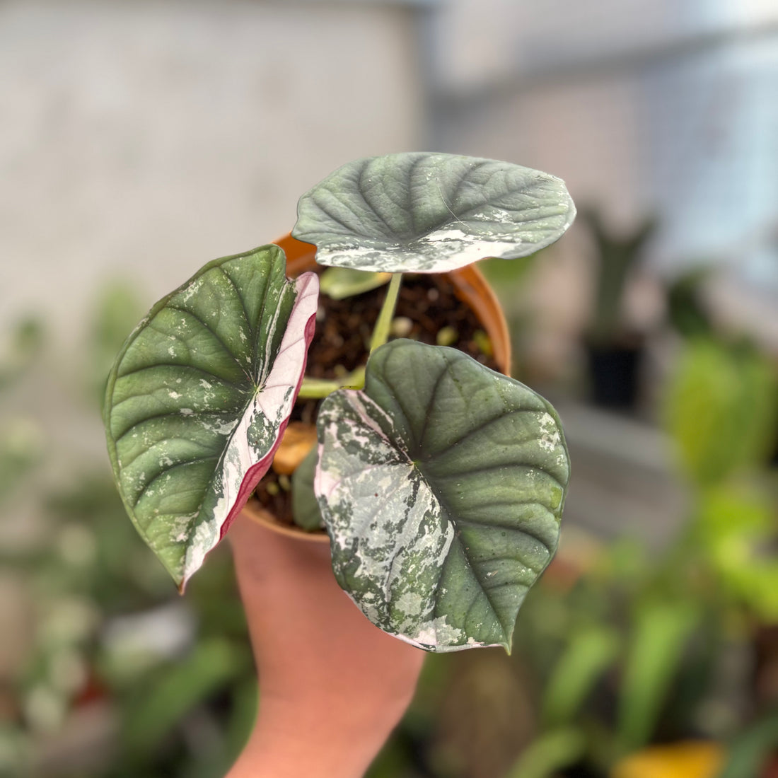 Alocasia Nebula Pink (Not for sale)