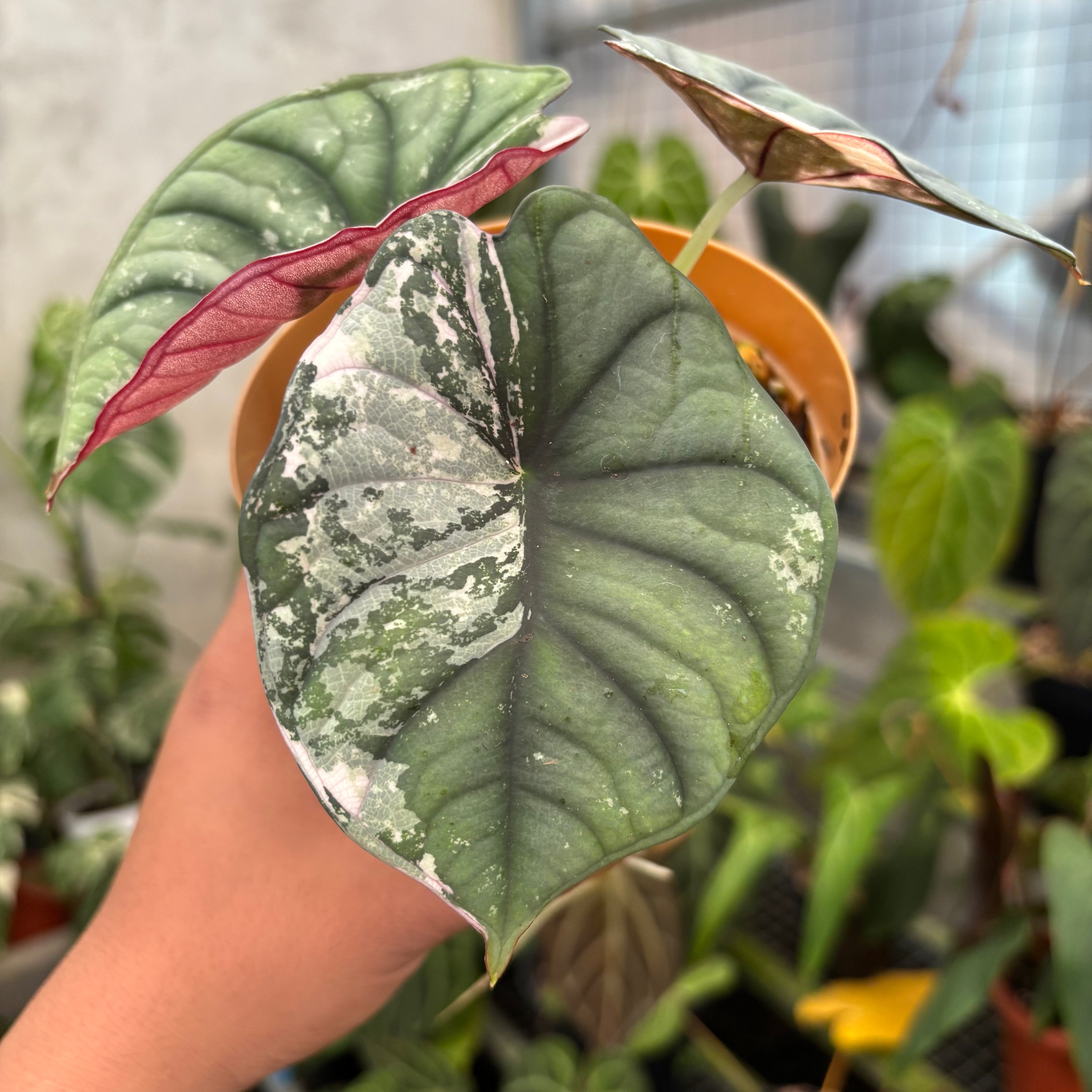 Alocasia Nebula Pink (Not for sale)