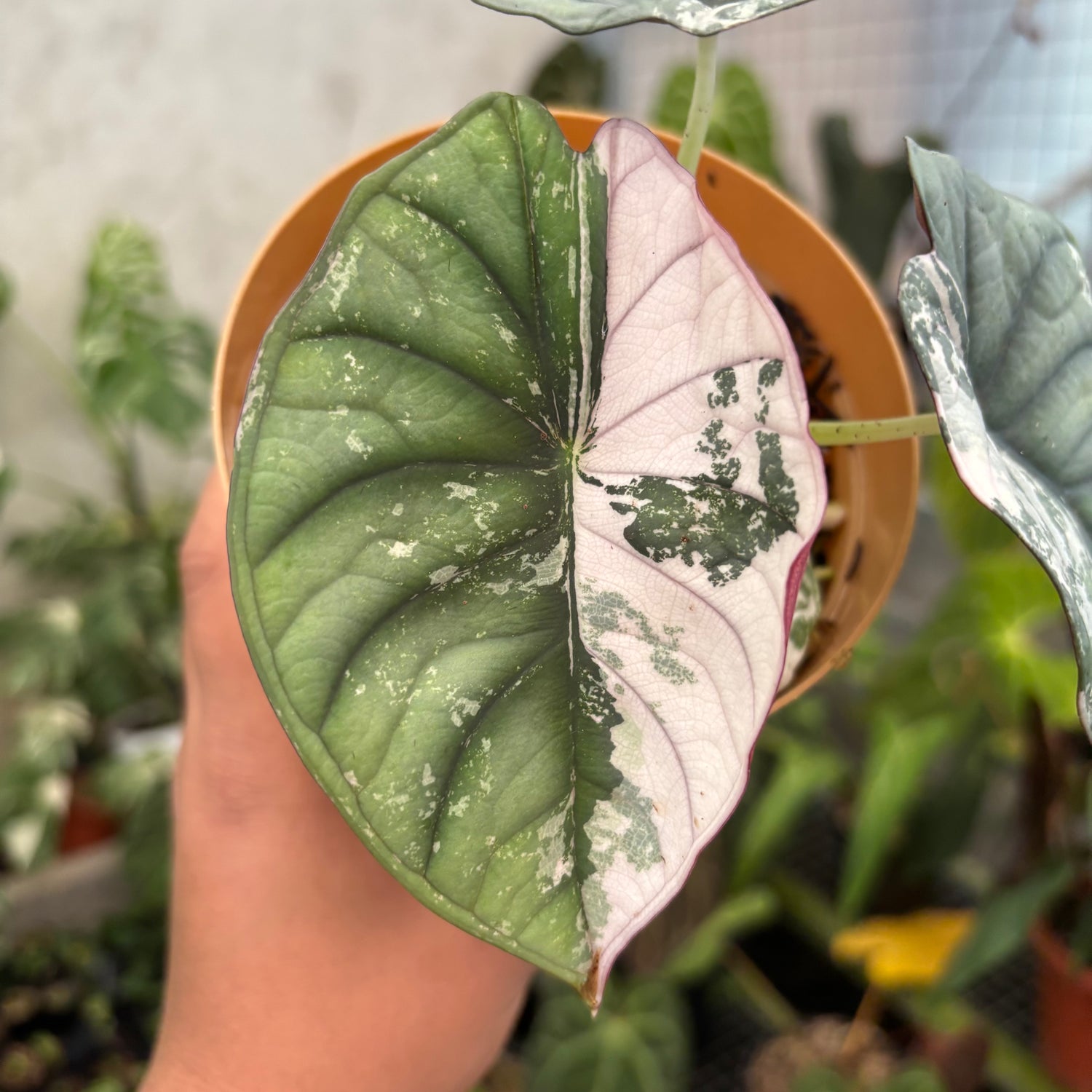 Alocasia Nebula Pink (Not for sale)