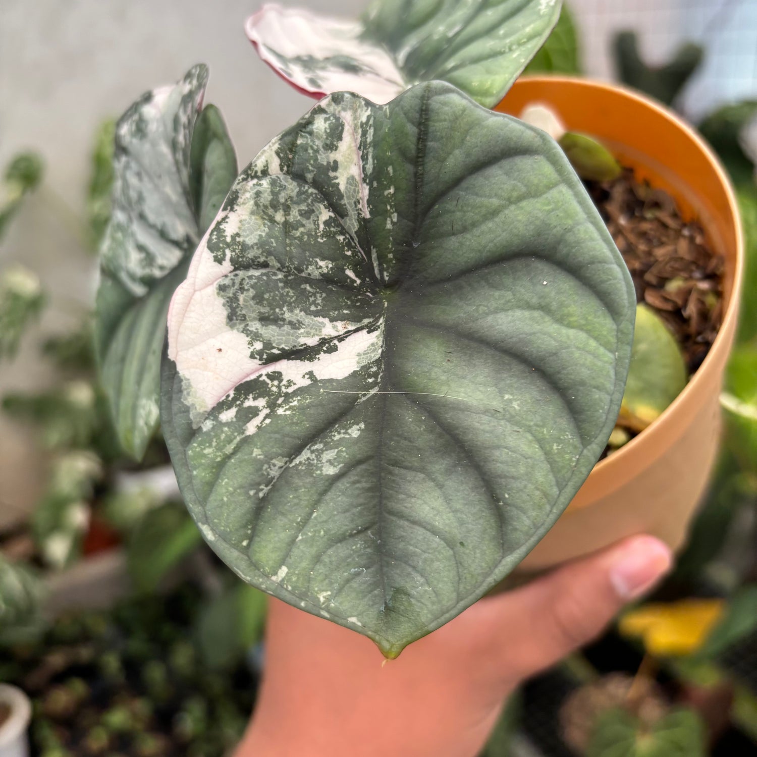 Alocasia Nebula Pink (Not for sale)