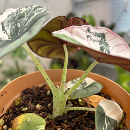 Alocasia Nebula Pink (Not for sale)