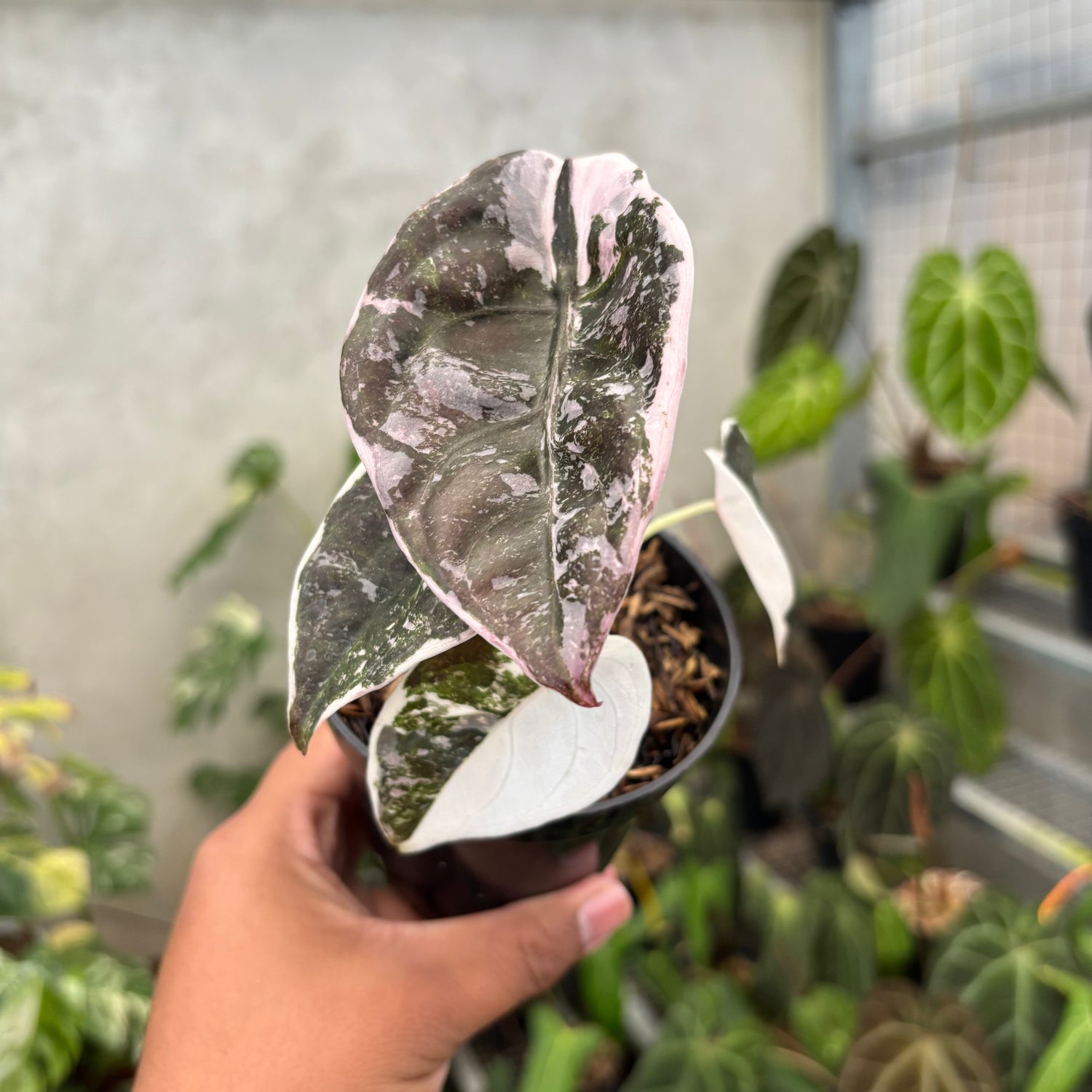 Alocasia Cuprea Pink Variegated