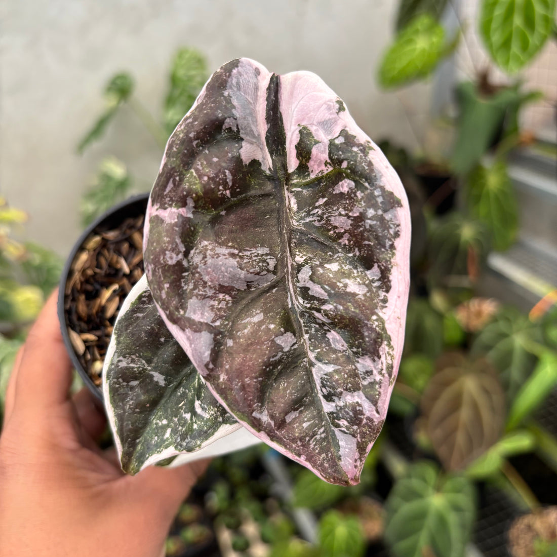 Alocasia Cuprea Pink Variegated