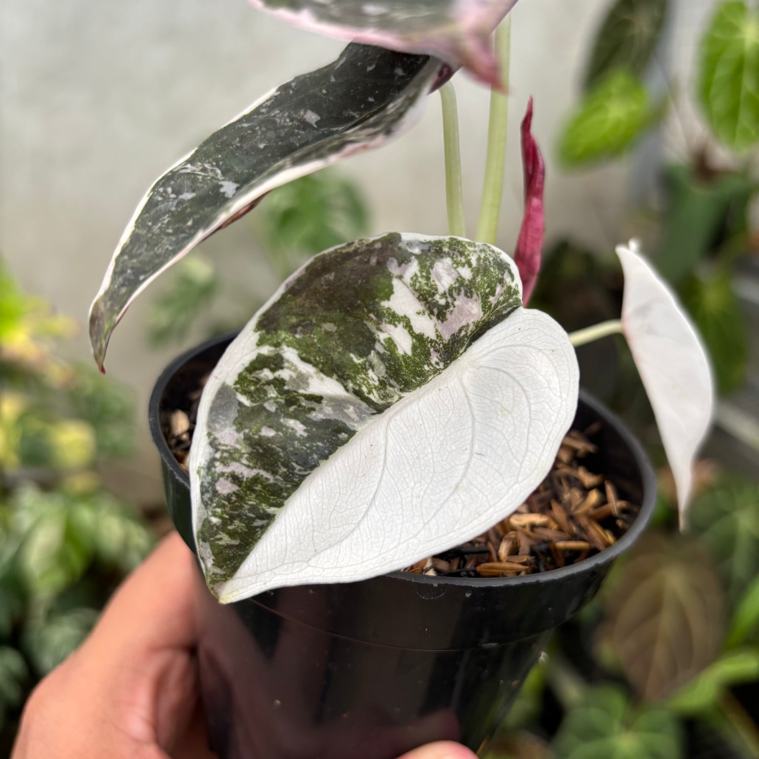 Alocasia Cuprea Pink Variegated