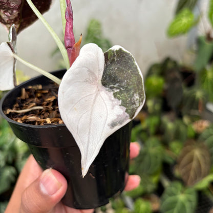 Alocasia Cuprea Pink Variegated