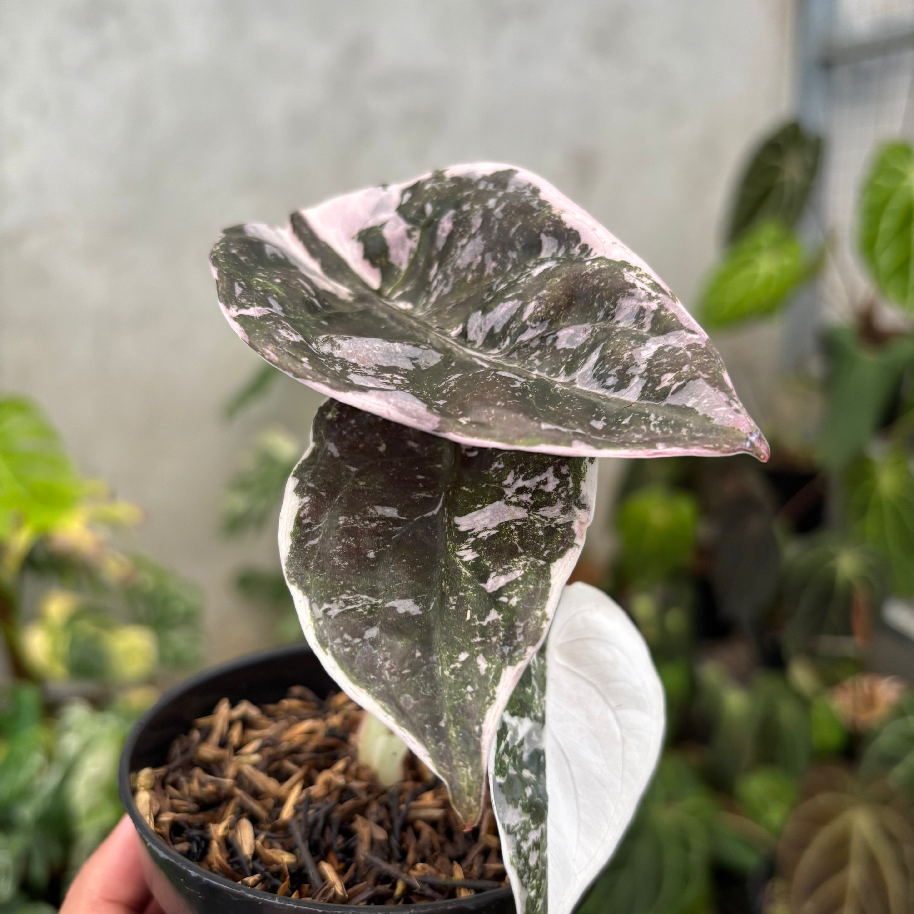 Alocasia Cuprea Pink Variegated