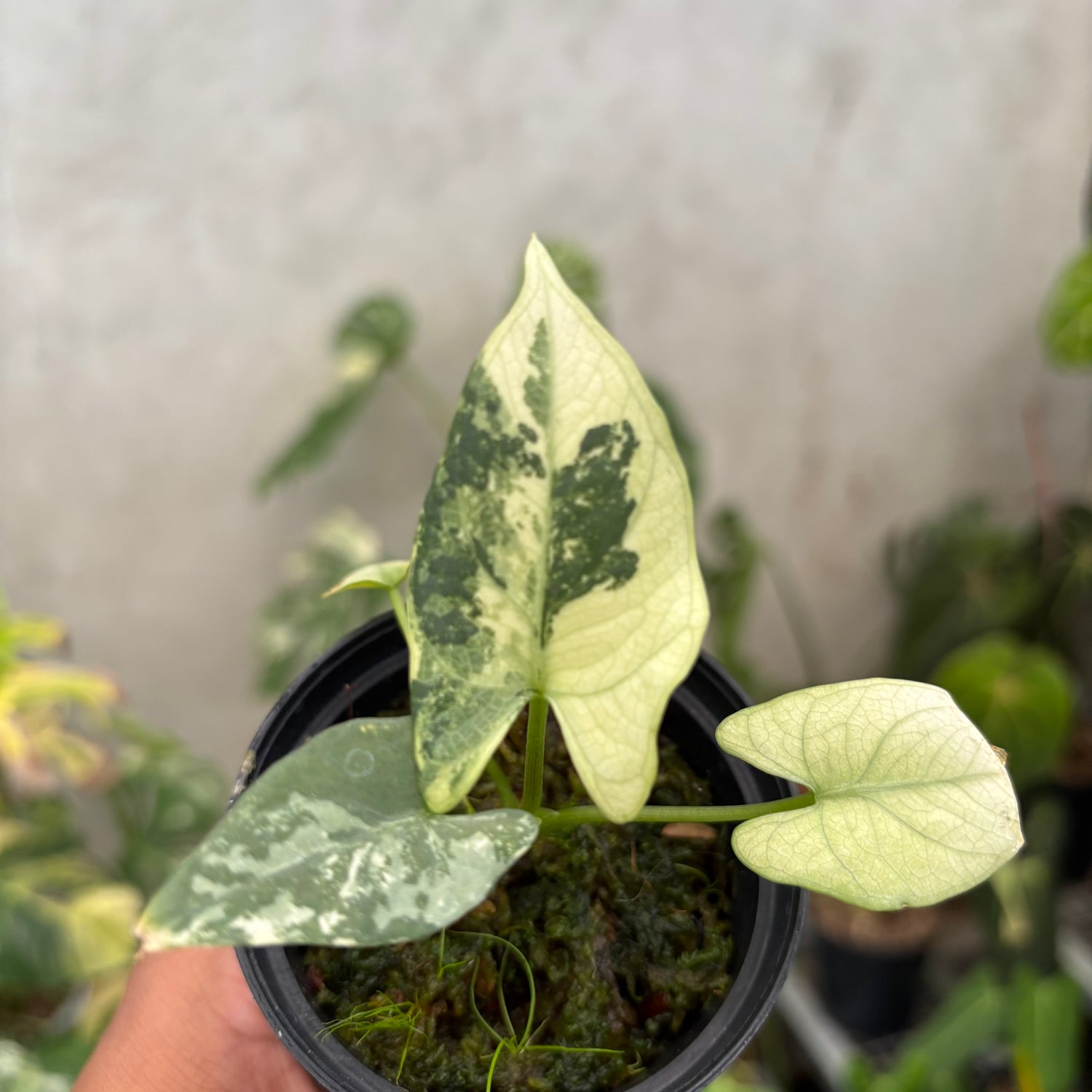 Alocasia Scabriuscula