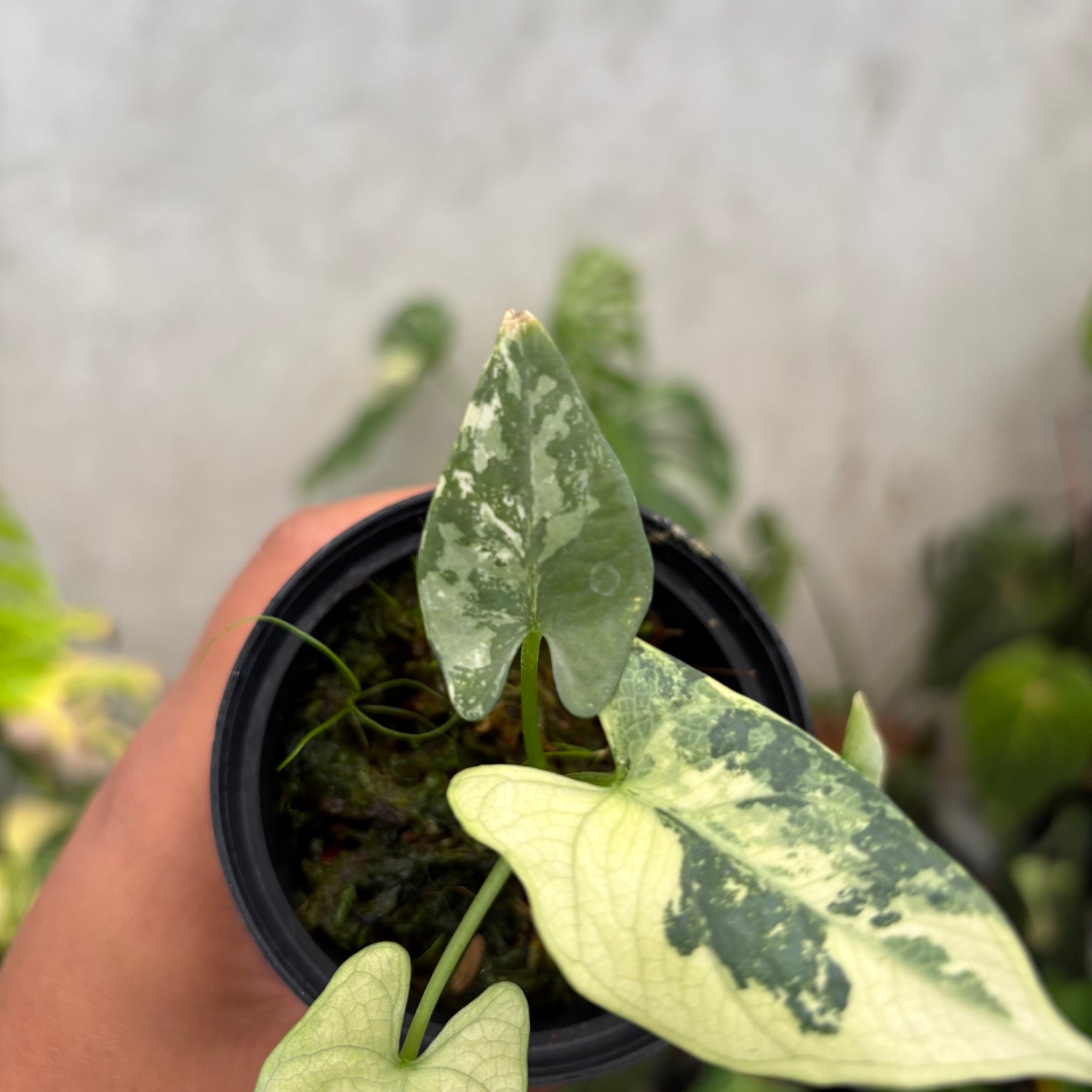 Alocasia Scabriuscula