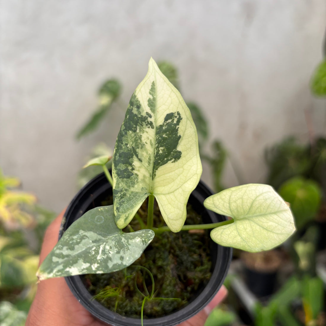 Alocasia Scabriuscula