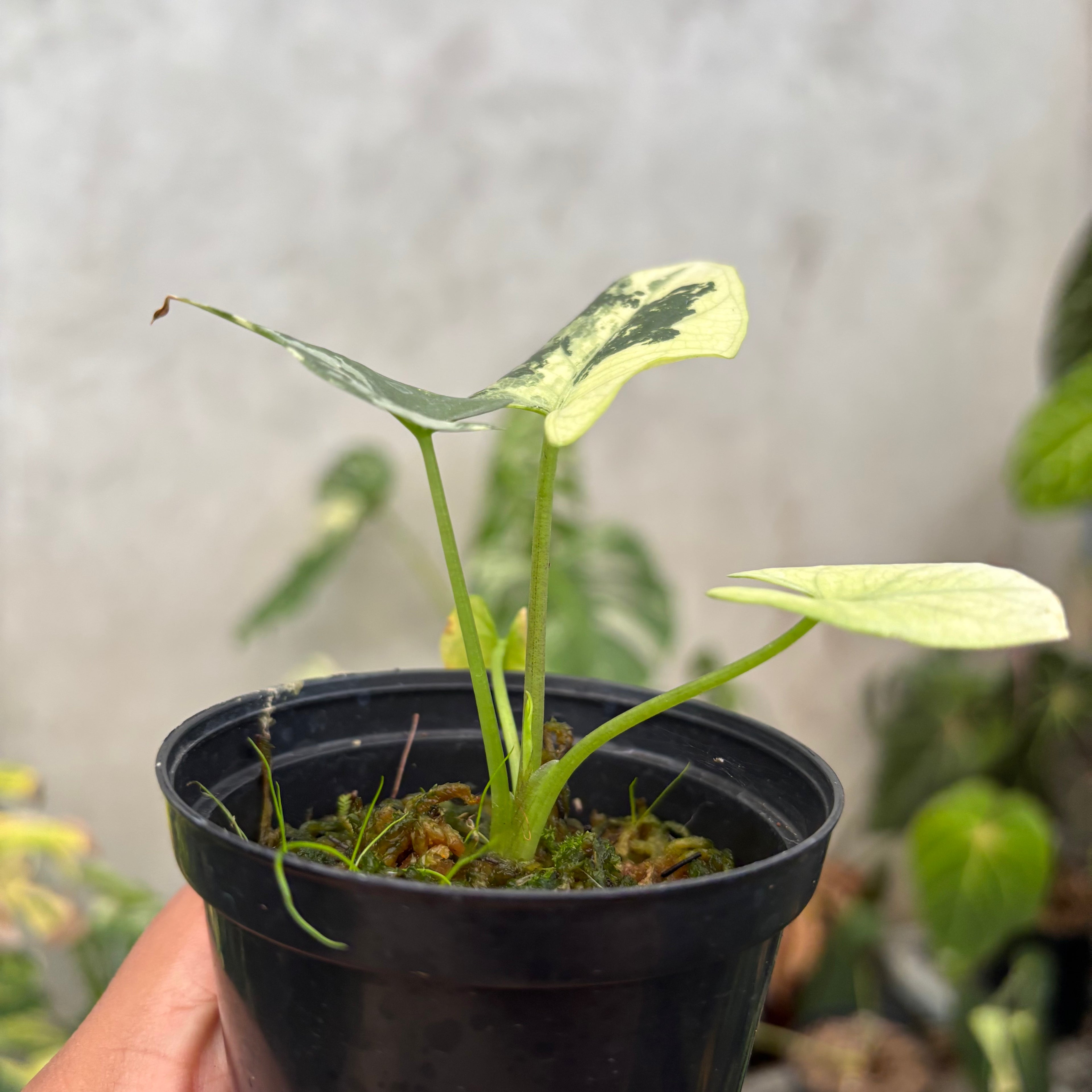 Alocasia Scabriuscula