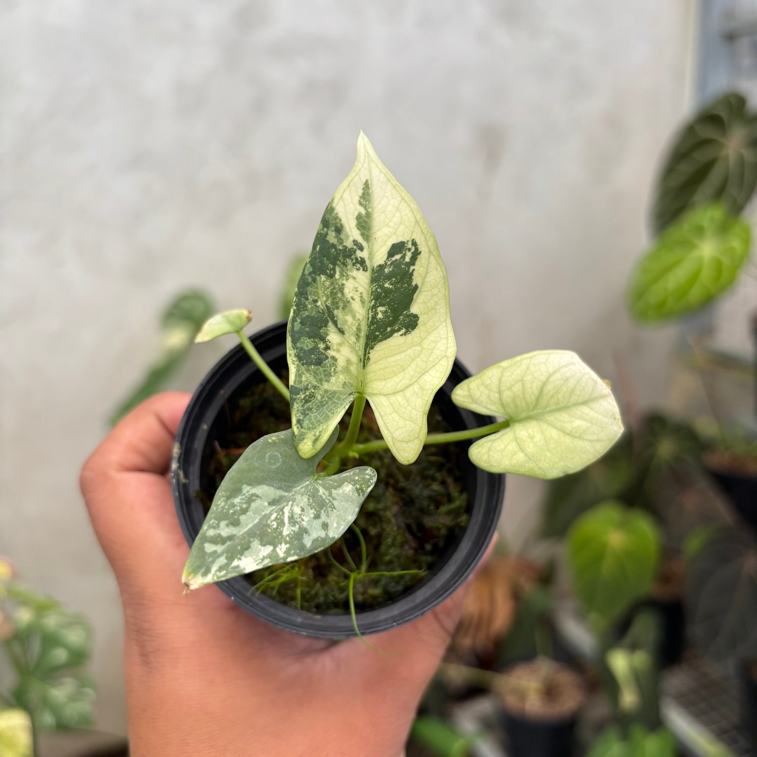 Alocasia Scabriuscula