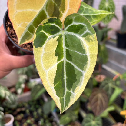 Anthurium Crystal Rinjani Variegated