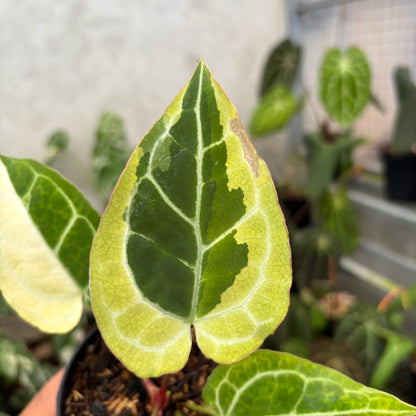 Anthurium Crystal Rinjani Variegated