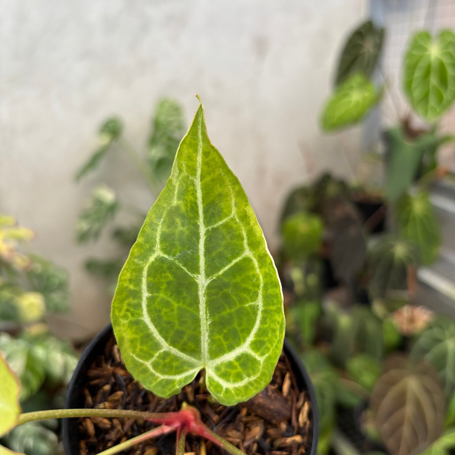 Anthurium Crystal Rinjani Variegated