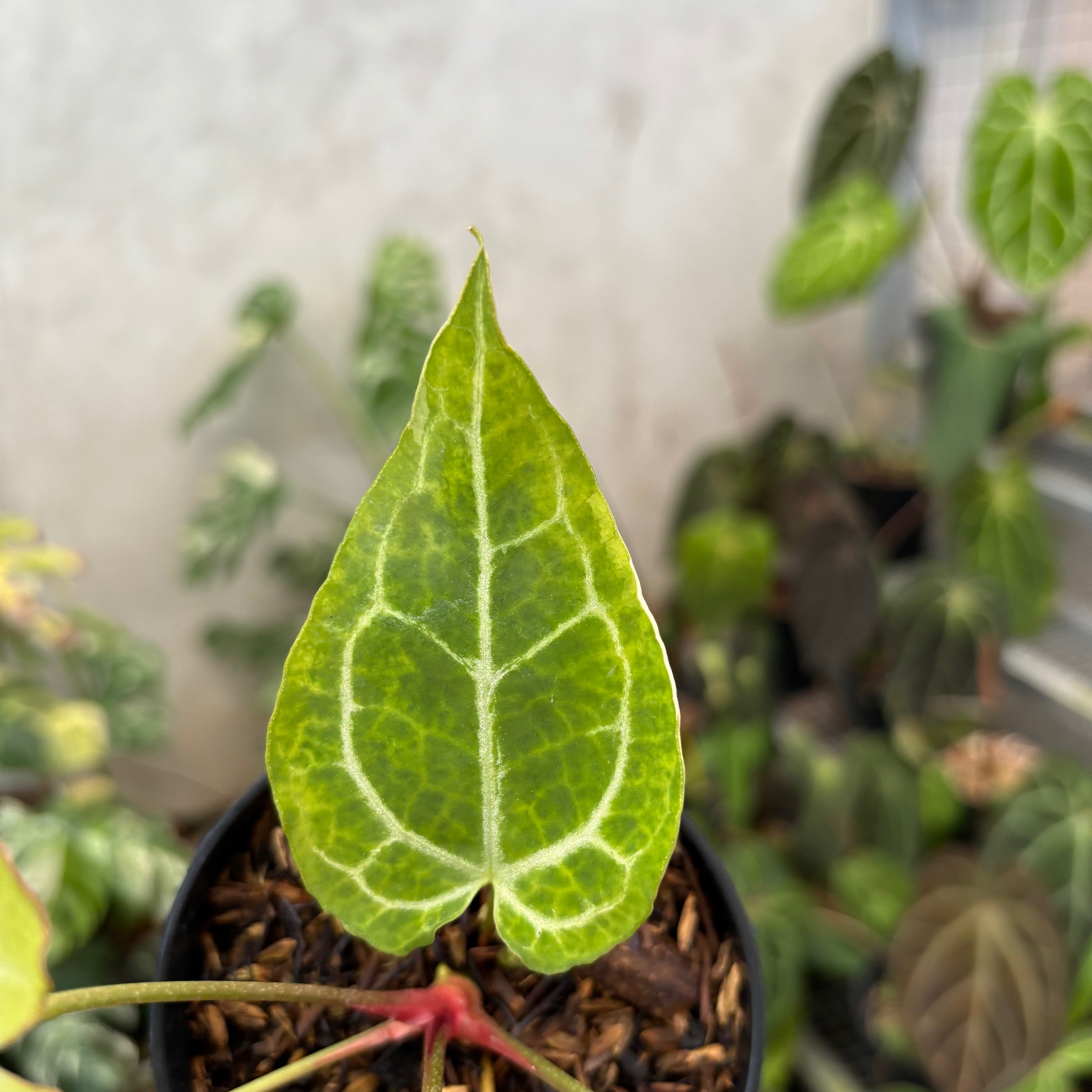 Anthurium Crystal Rinjani Variegated