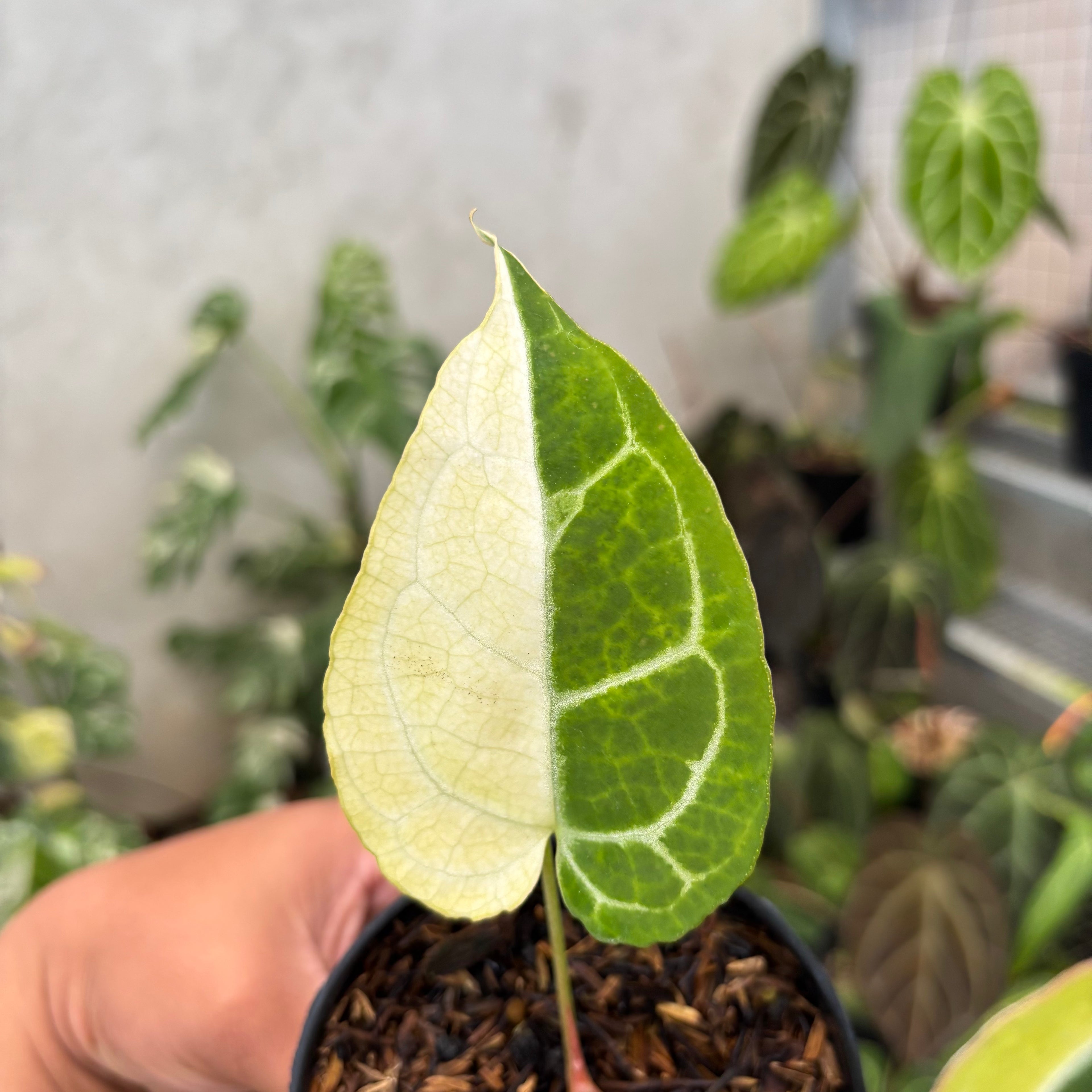 Anthurium Crystal Rinjani Variegated