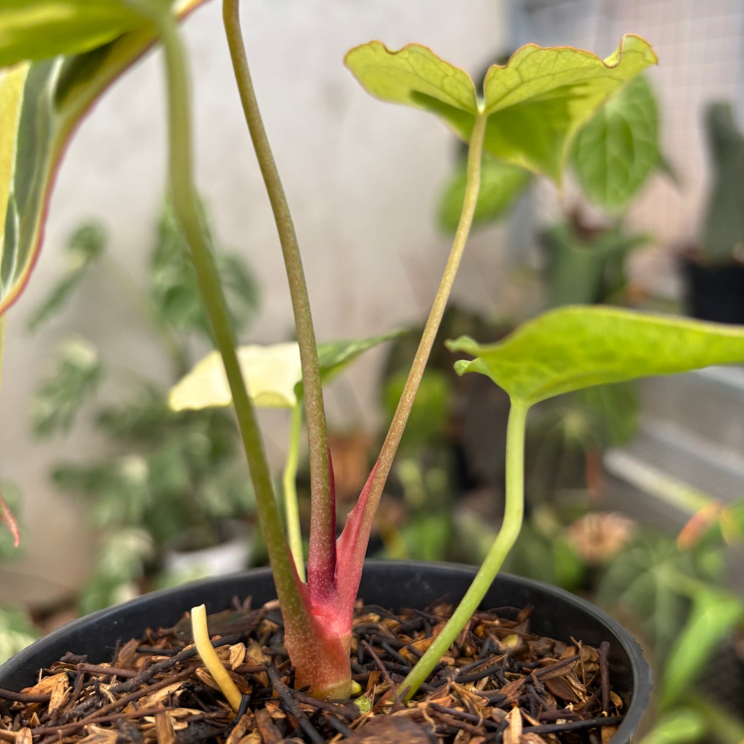 Anthurium Crystal Rinjani Variegated