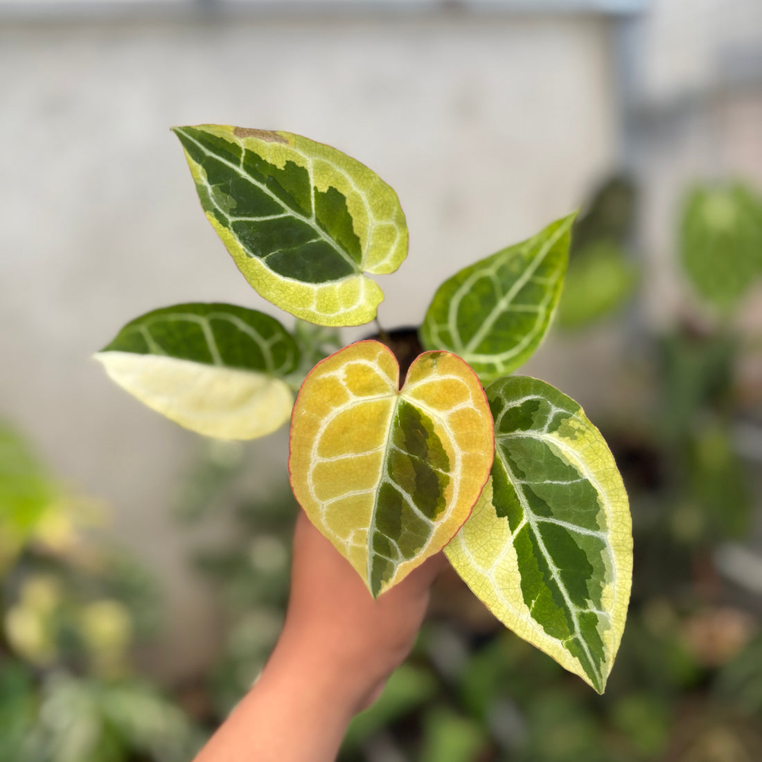 Anthurium Crystal Rinjani Variegated
