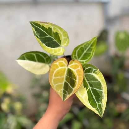 Anthurium Crystal Rinjani Variegated