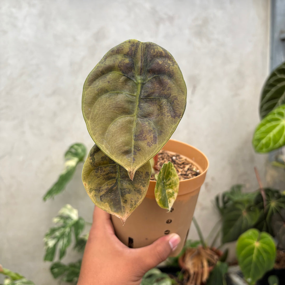 Alocasia Cuprea Latte variegated Medium
