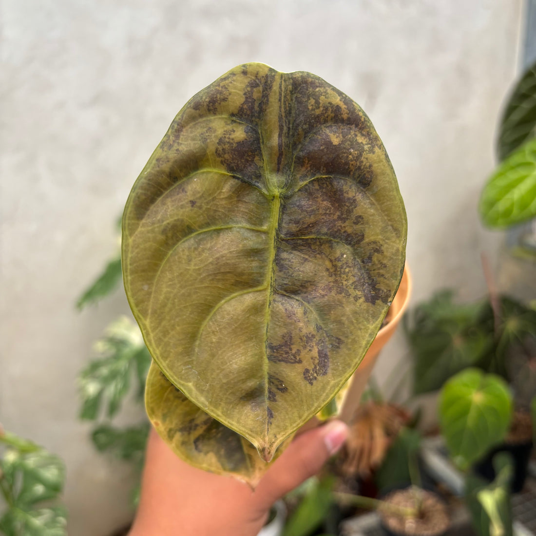 Alocasia Cuprea Latte variegated Medium
