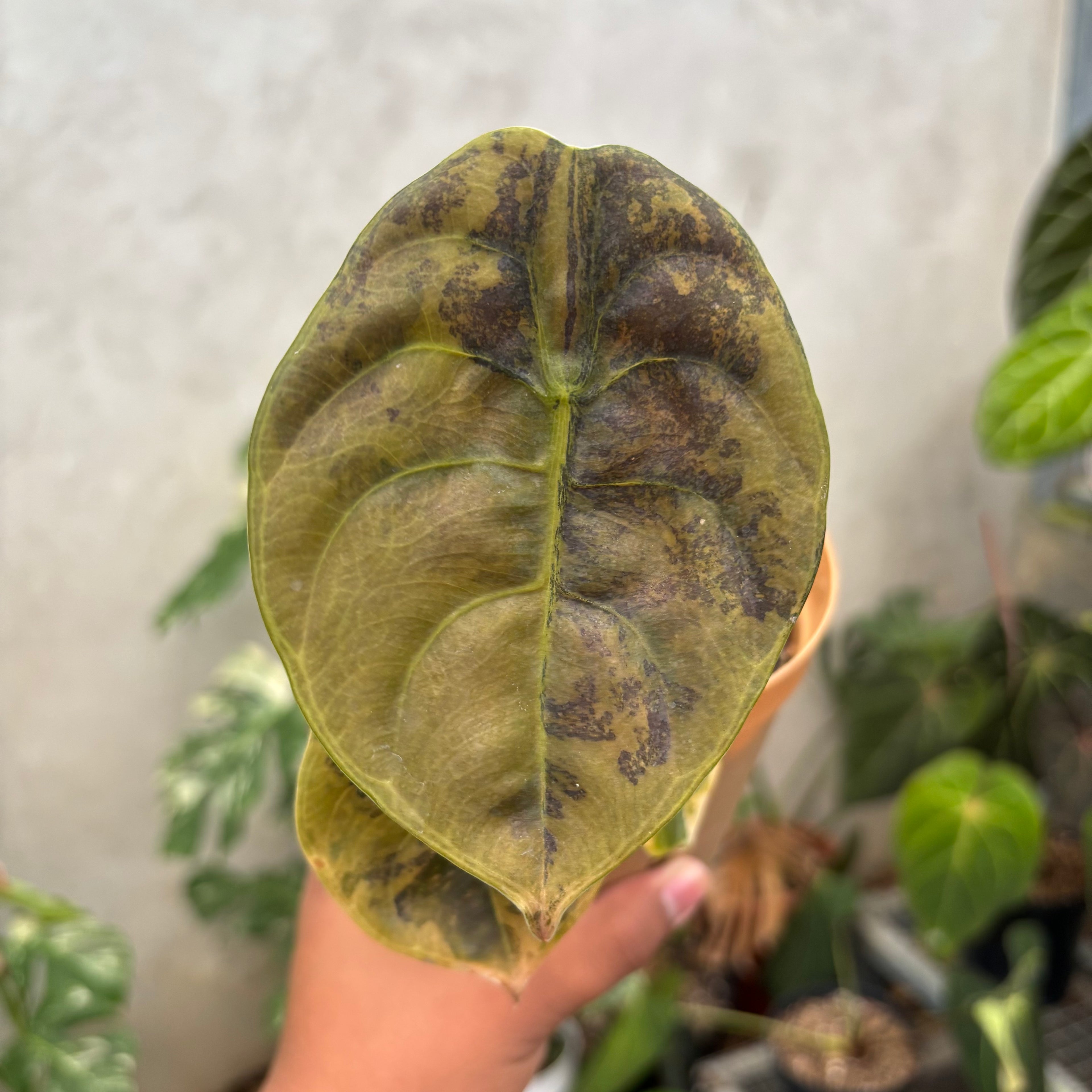 Alocasia Cuprea Latte variegated Medium