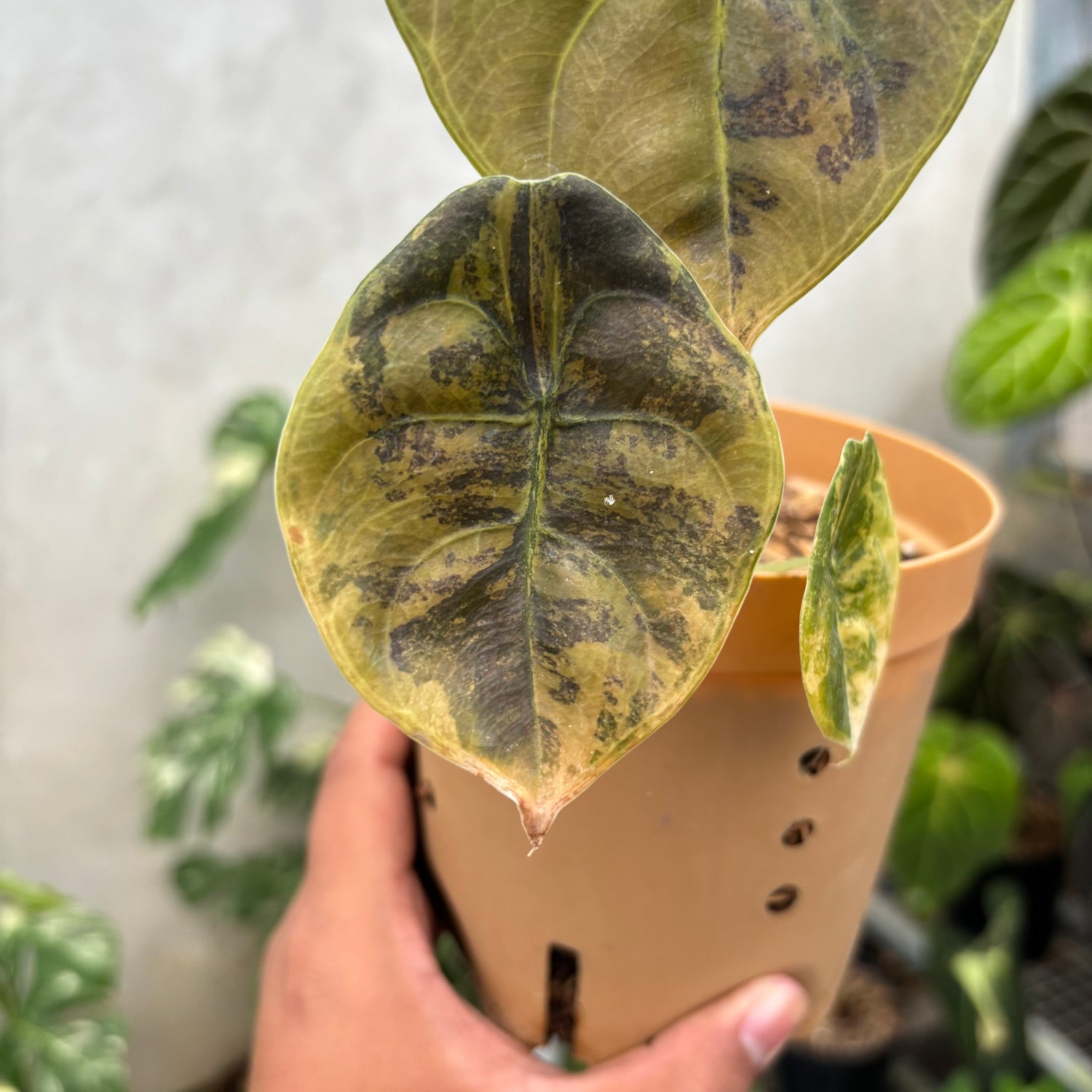 Alocasia Cuprea Latte variegated Medium