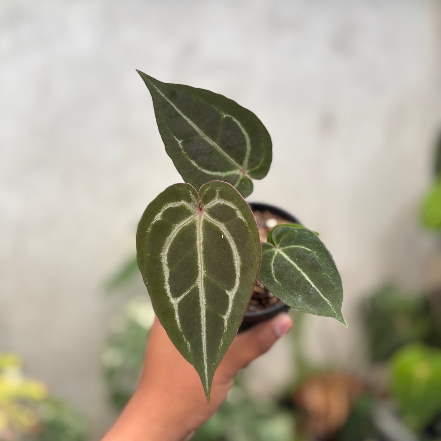Anthurium Michelle Var x (michelle x red velvet cake)
