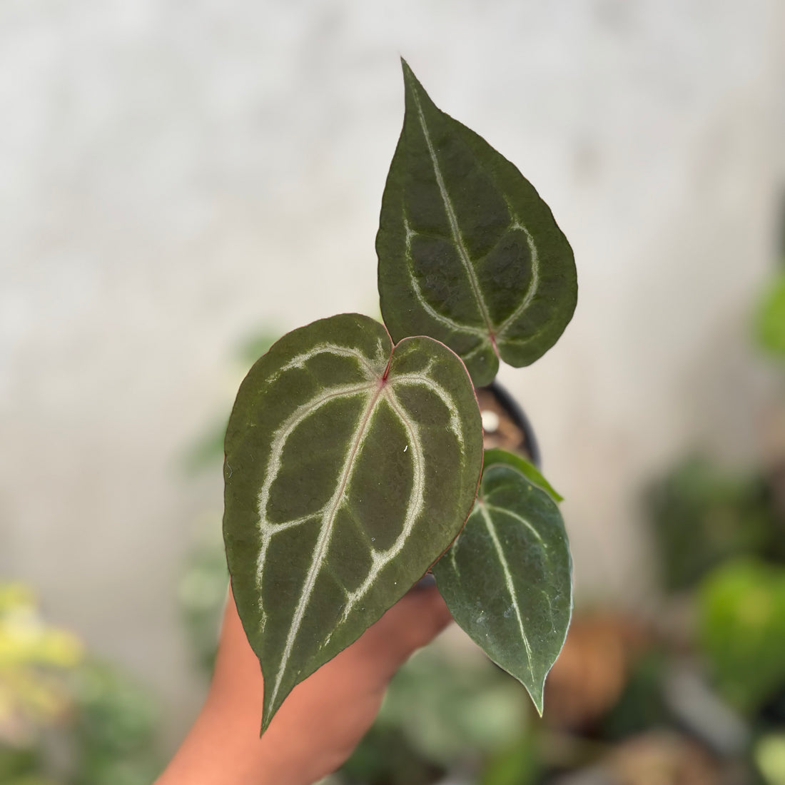 Anthurium Michelle Var x (michelle x red velvet cake)