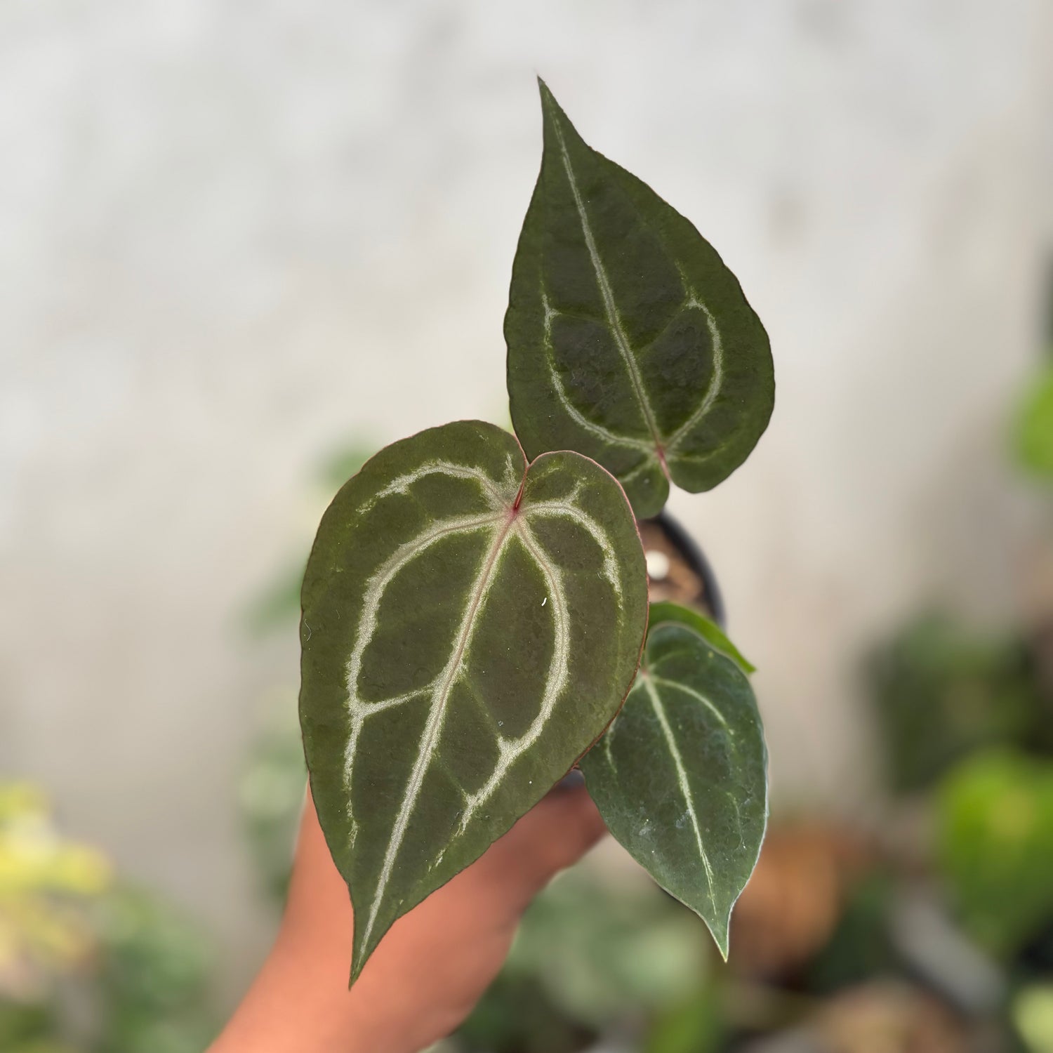 Anthurium Michelle Var x (michelle x red velvet cake)