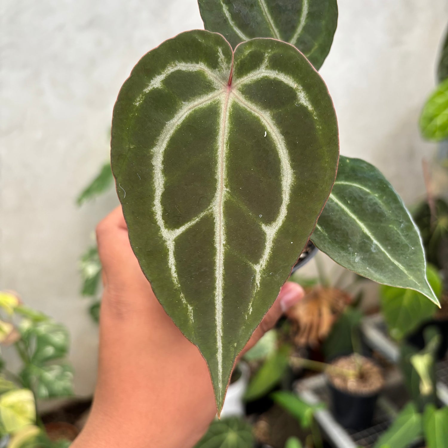 Anthurium Michelle Var x (michelle x red velvet cake)