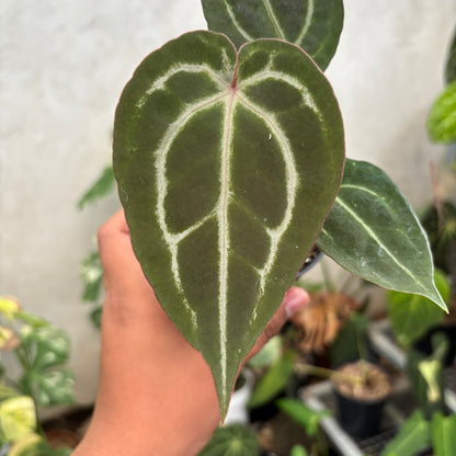 Anthurium Michelle Var x (michelle x red velvet cake)