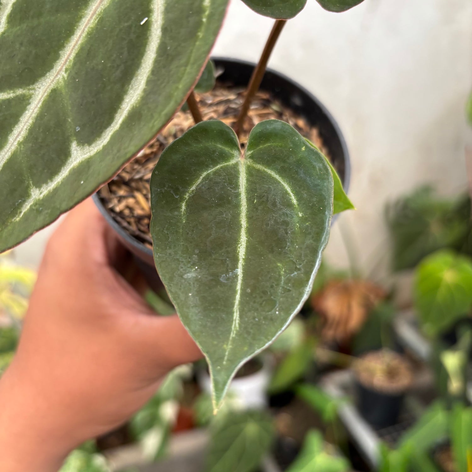 Anthurium Michelle Var x (michelle x red velvet cake)