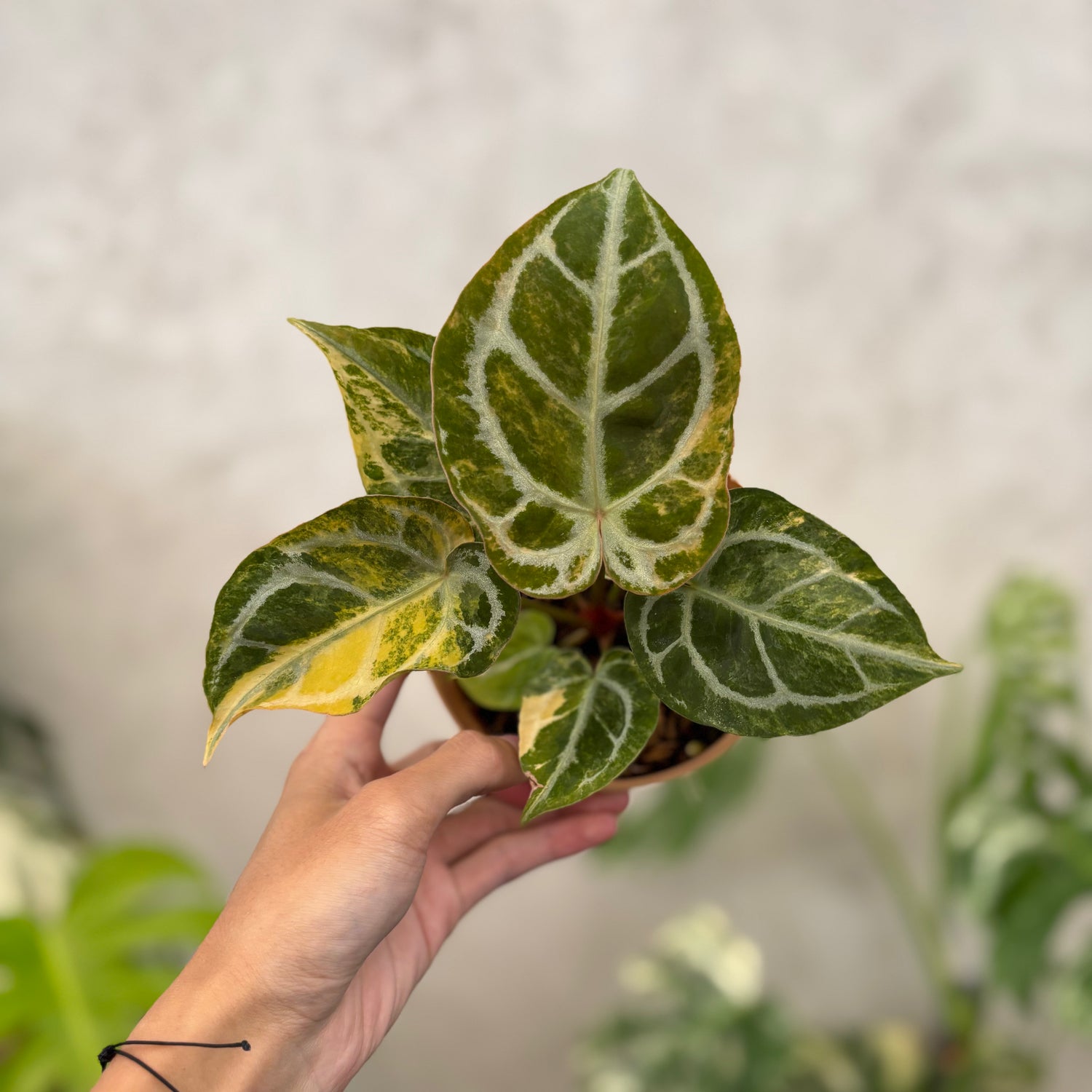 Anthurium Red Space Variegated