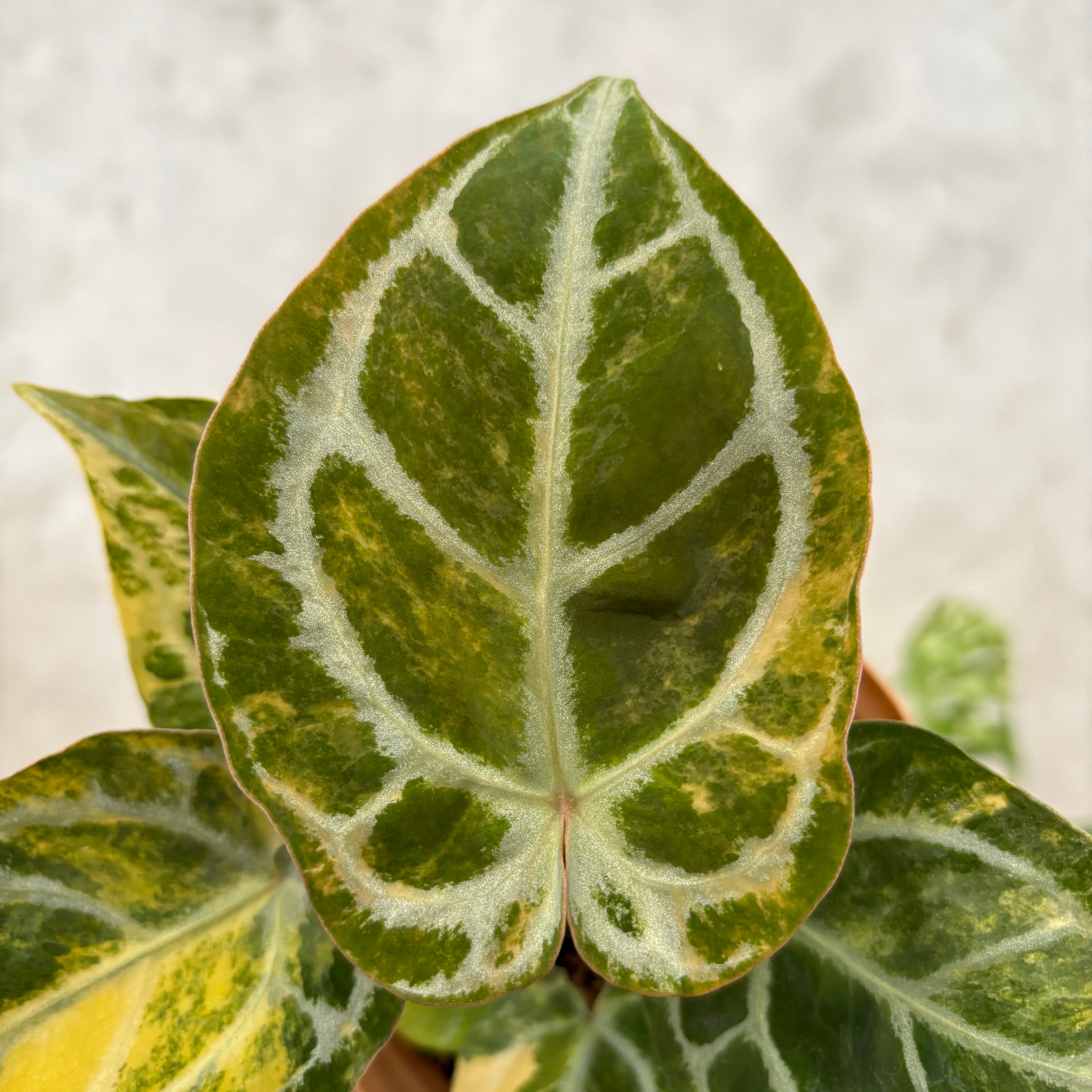 Anthurium Red Space Variegated