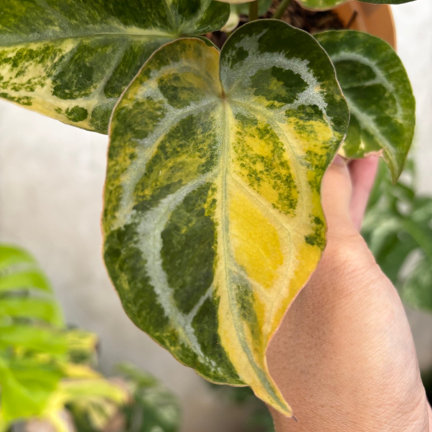 Anthurium Red Space Variegated