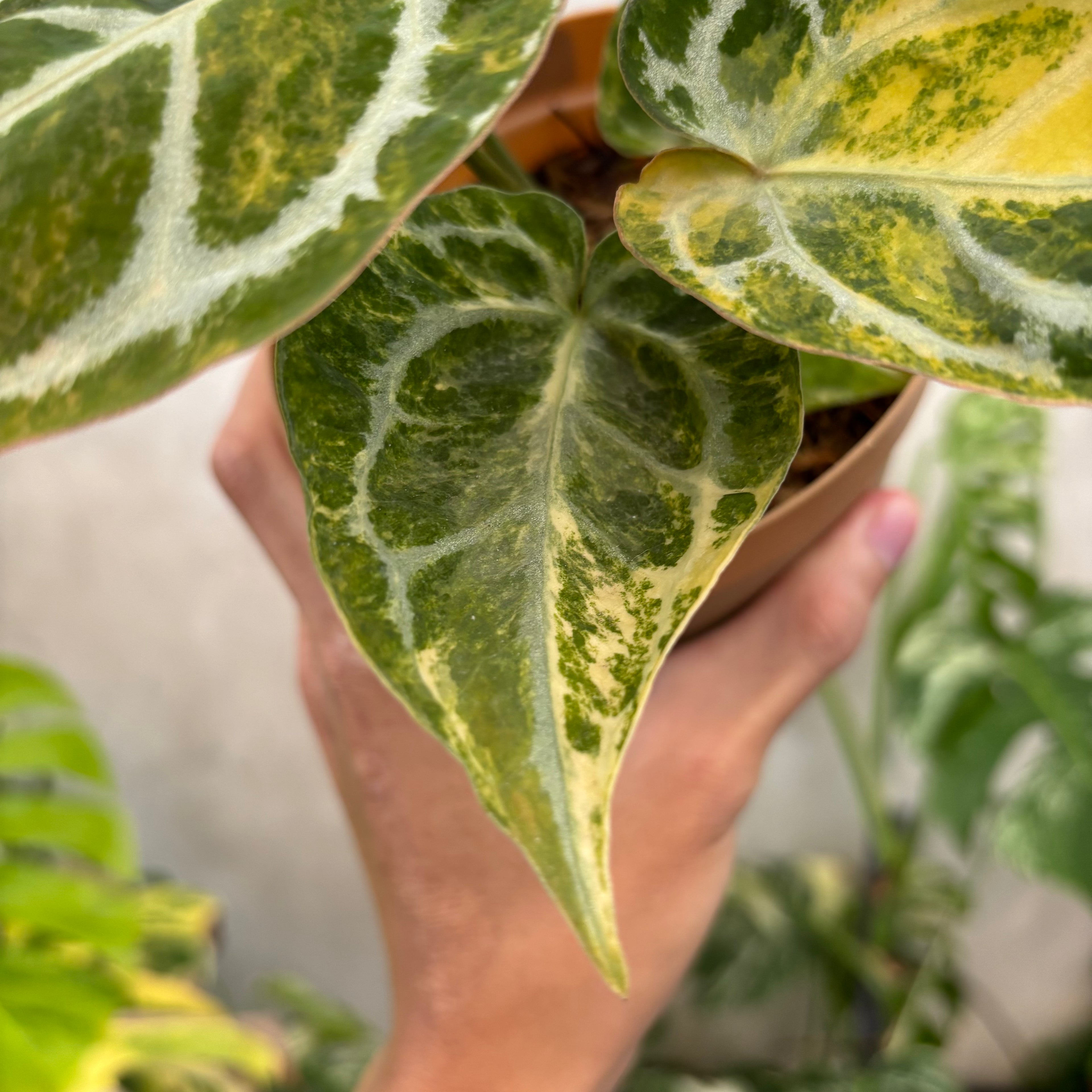 Anthurium Red Space Variegated
