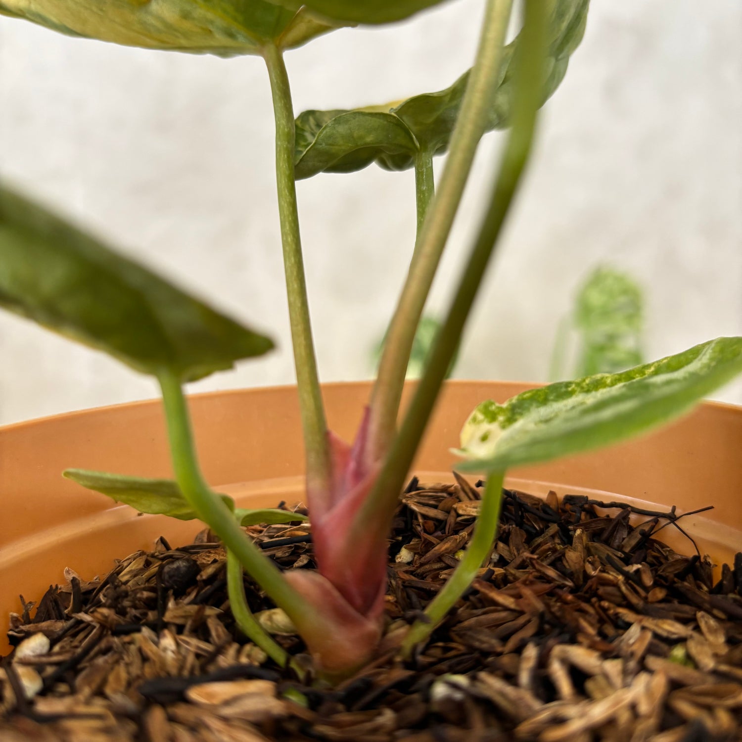 Anthurium Red Space Variegated