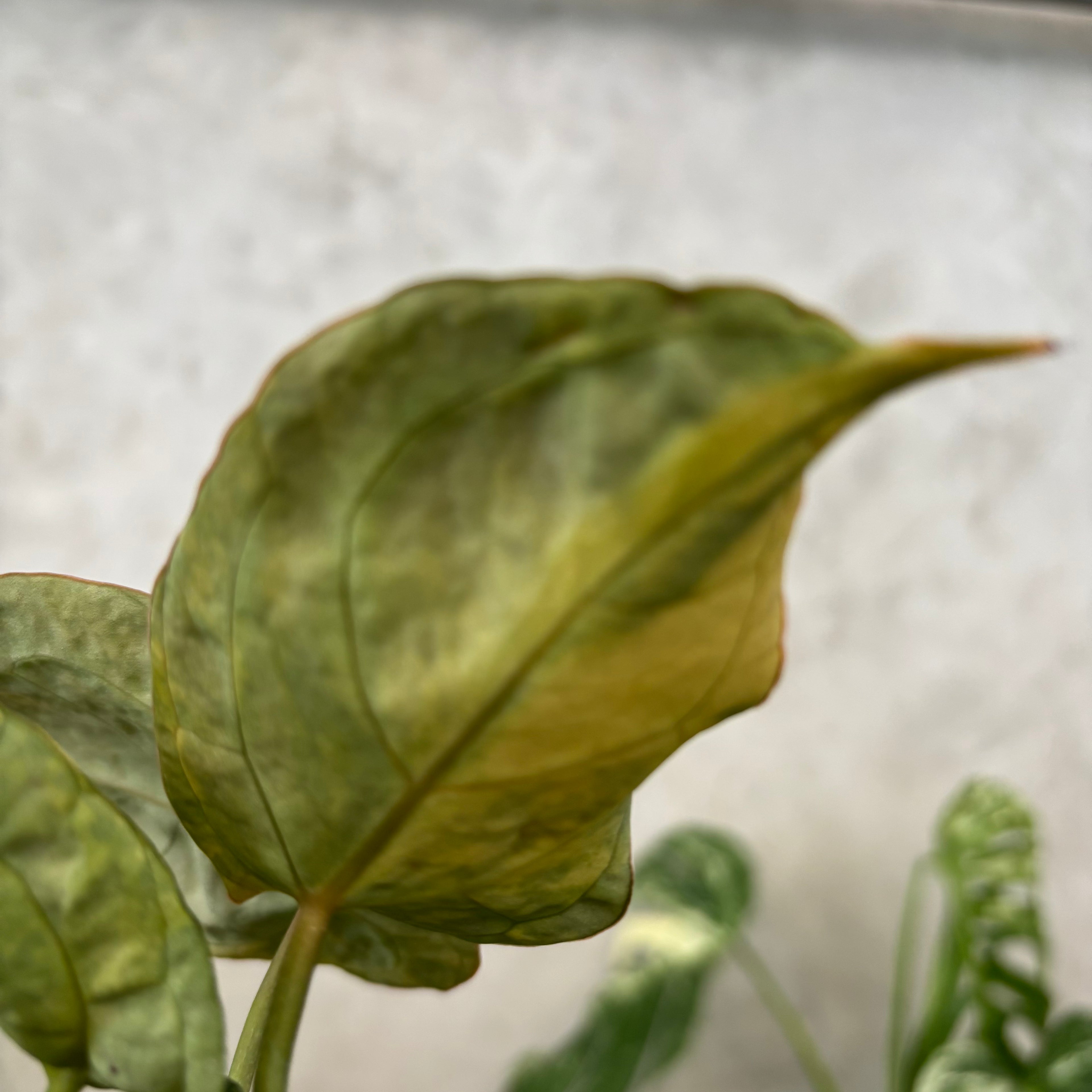 Anthurium Red Space Variegated