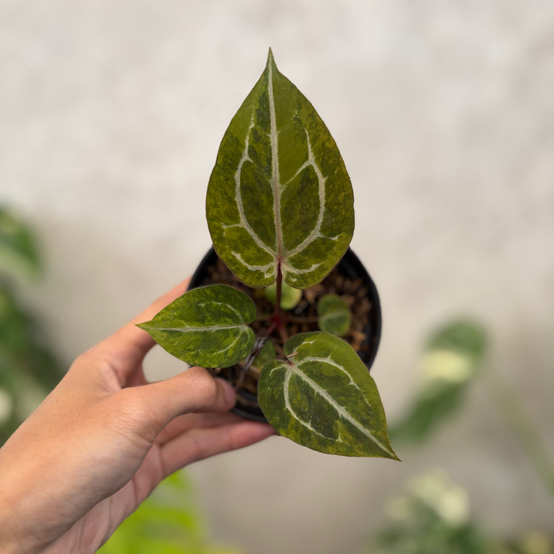 Anthurium Michelle var x (michelle x red velvet cake)