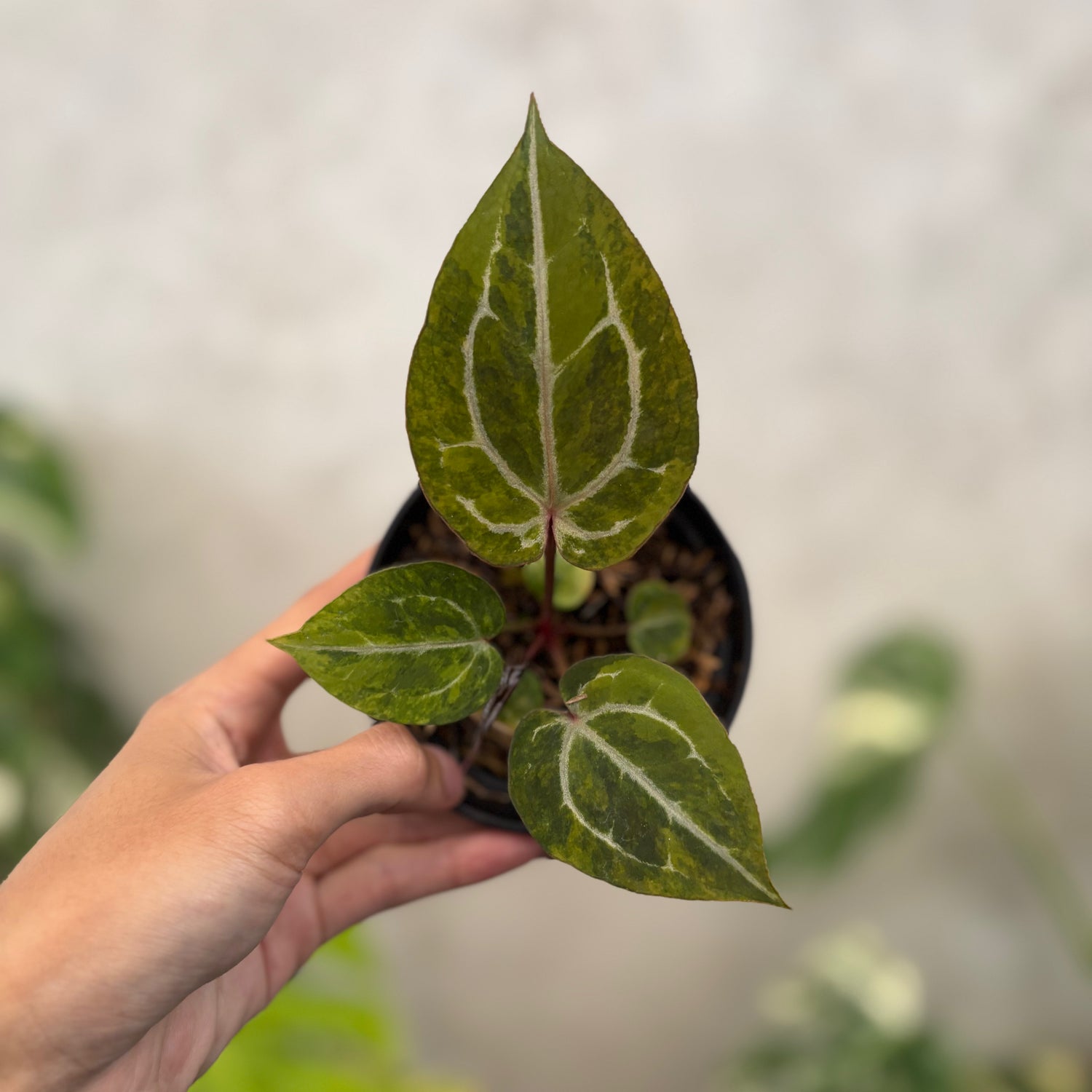 Anthurium Michelle var x (michelle x red velvet cake)