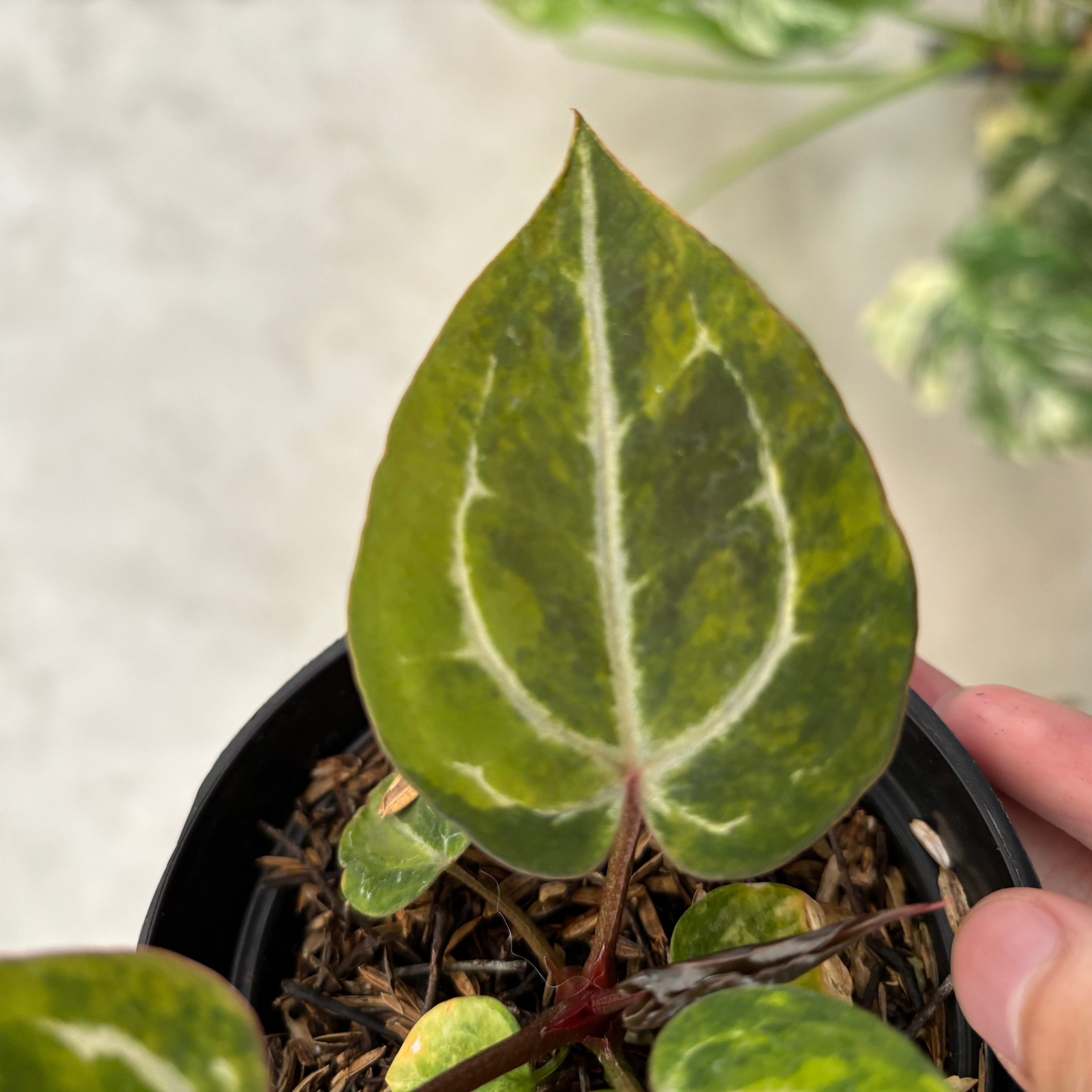 Anthurium Michelle var x (michelle x red velvet cake)