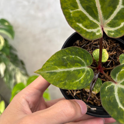 Anthurium Michelle var x (michelle x red velvet cake)