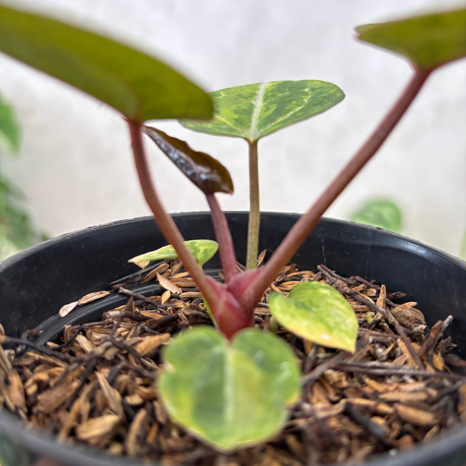 Anthurium Michelle var x (michelle x red velvet cake)