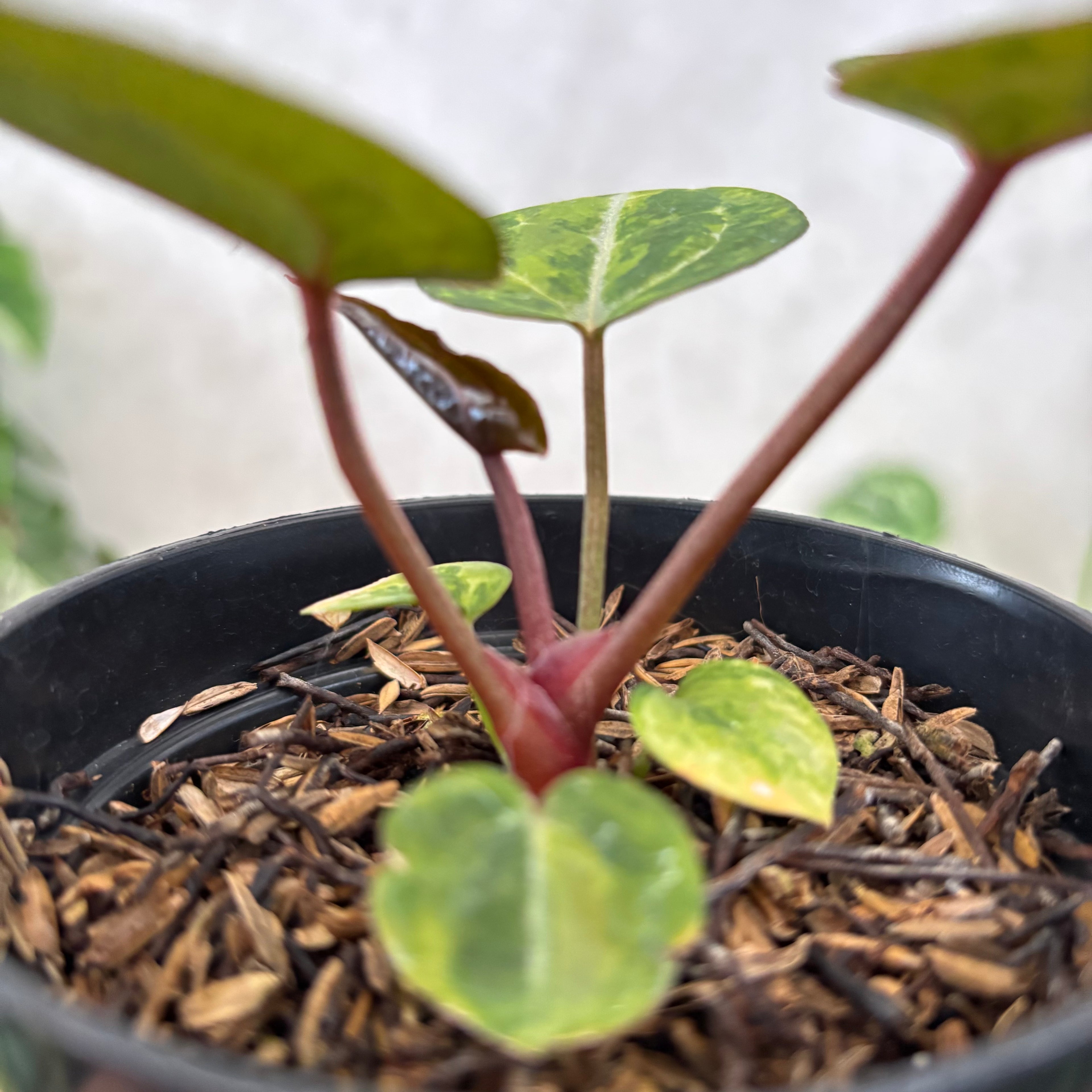 Anthurium Michelle var x (michelle x red velvet cake)