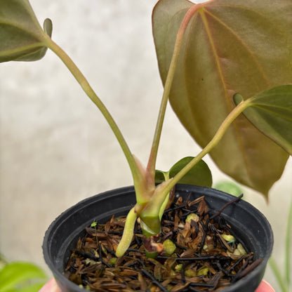 Anthurium Porti xdf