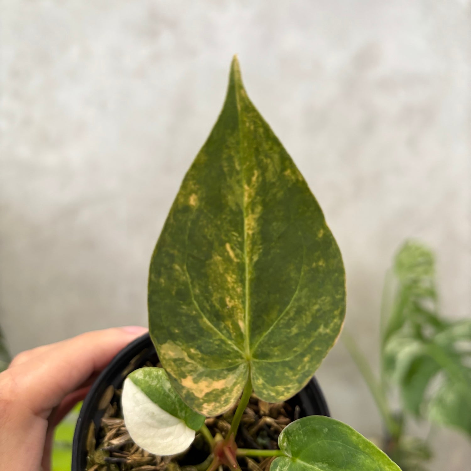 Anthurium papillilaminum Pink x King Of Spades